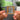 Ants From Up There Albumtag