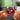 Braffer She Wah Albumtag