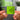 Brat and it’s completely different but also still brat NFC Keychain
