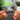 Cholo Albumtag