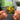 Dropical GReeeN NFC Keychain