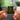 Taller than the Trees NFC Keychain