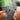 Wishes Albumtag