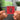 Toto IV NFC Keychain